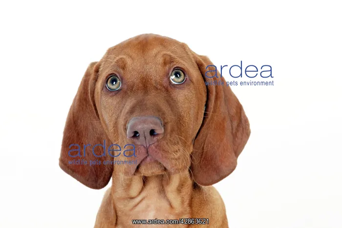  : DOG - Hungarian vizsla puppy (head shot)
