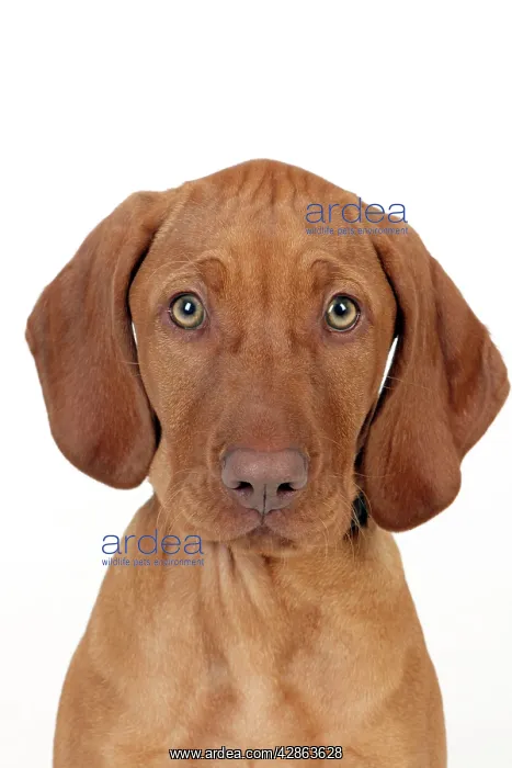  : DOG - Hungarian vizsla puppy (head shot)