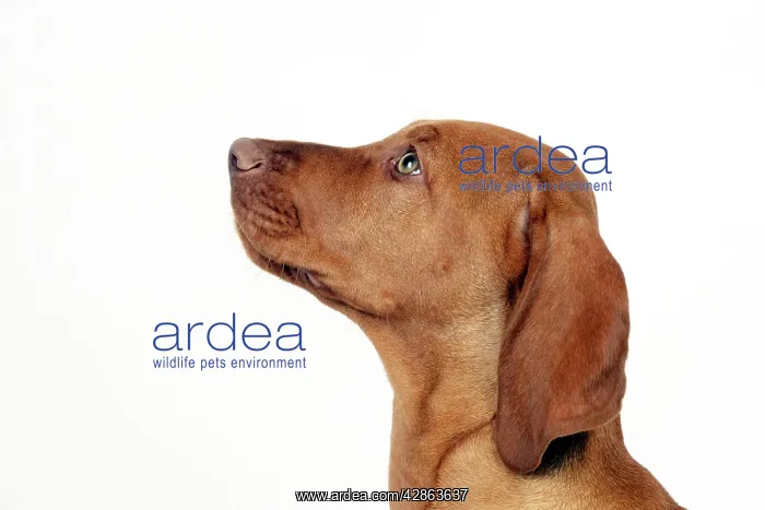  : DOG - Hungarian vizsla puppy (head shot)