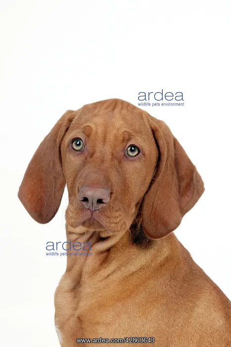  : DOG - Hungarian vizsla puppy (head shot)
