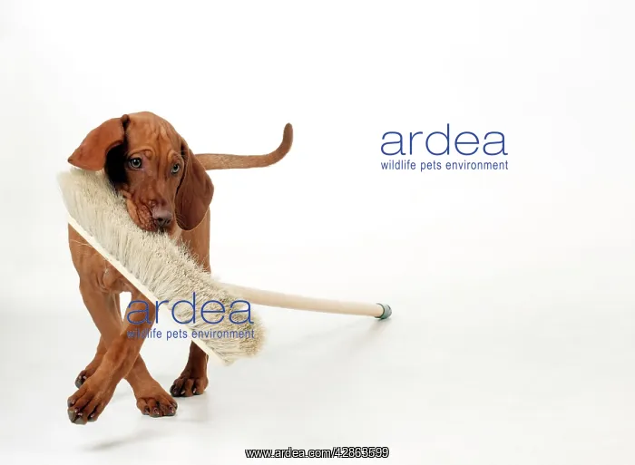 : DOG - Hungarian vizsla puppy playing with broom : DOG - Hungarian vizsla puppy playing with broom
