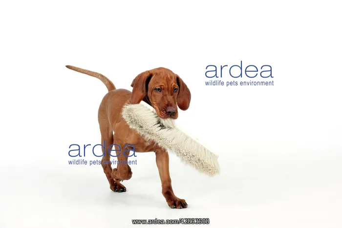  : DOG - Hungarian vizsla puppy playing with broom