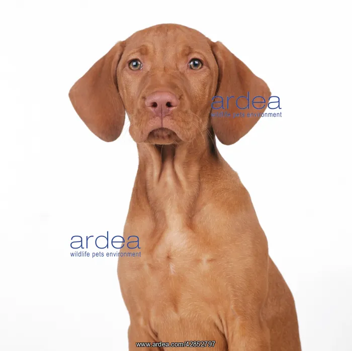 : DOG - Hungarian Vizsla Puppy - sitting, portrait. 10 Weeks : DOG - Hungarian Vizsla Puppy - sitting, portrait. 10 Weeks