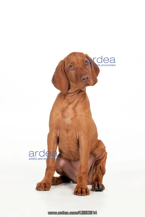  : DOG - Hungarian vizsla puppy sitting