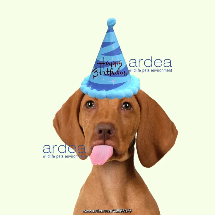 : DOG. Hungarian Vizsla puppy wearing a birthday party hat sti : DOG. Hungarian Vizsla puppy wearing a birthday party hat sti