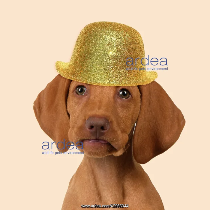 : DOG. Hungarian Vizsla puppy wearing a gold bowler hat : DOG. Hungarian Vizsla puppy wearing a gold bowler hat