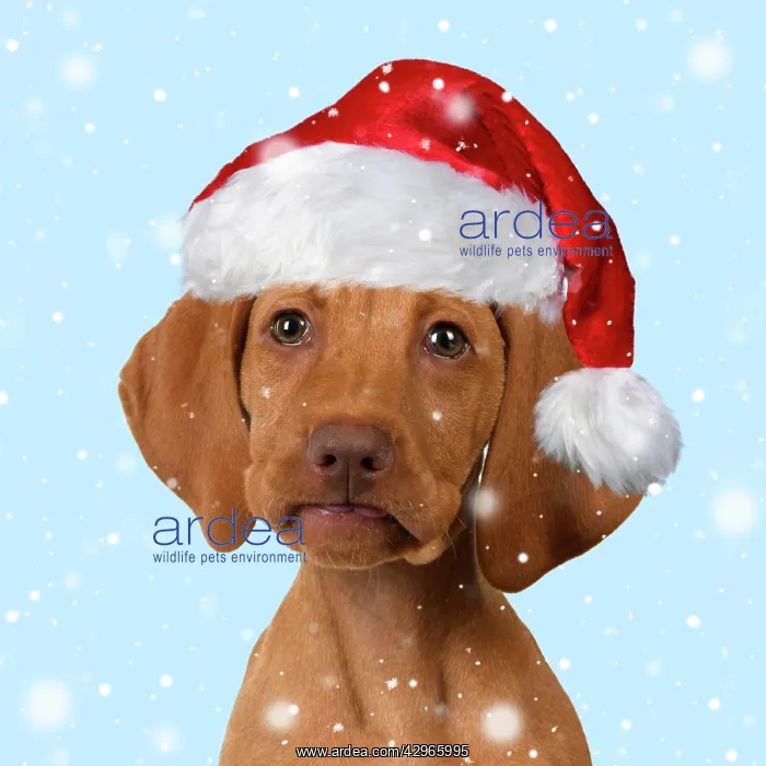 : DOG. Hungarian Vizsla puppy wearing a red Santa Christmas ha : DOG. Hungarian Vizsla puppy wearing a red Santa Christmas ha