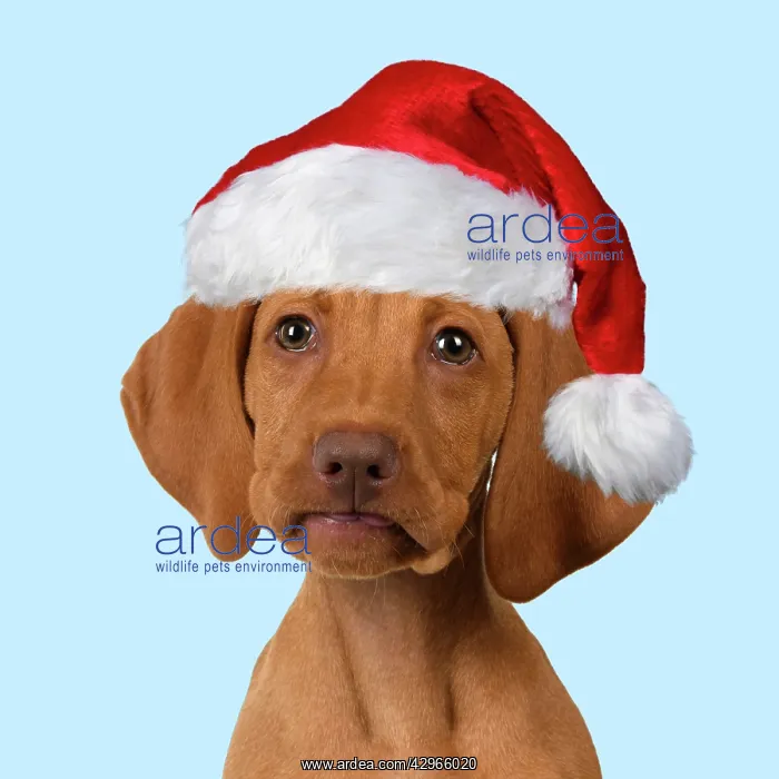: DOG. Hungarian Vizsla puppy wearing a red Santa Christmas ha : DOG. Hungarian Vizsla puppy wearing a red Santa Christmas ha