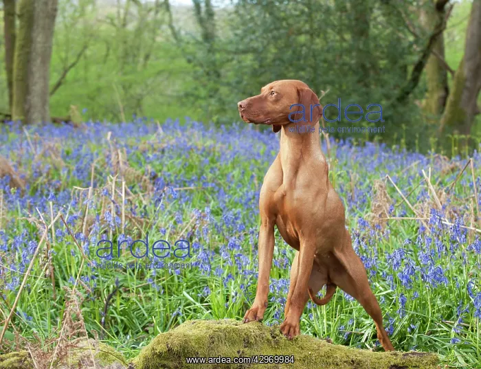 : DOG - Hungarian vizsla standing in bluebells : DOG - Hungarian vizsla standing in bluebells