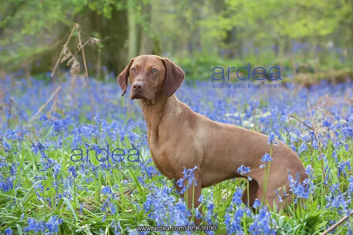 : DOG - Hungarian vizsla standing in bluebells : DOG - Hungarian vizsla standing in bluebells