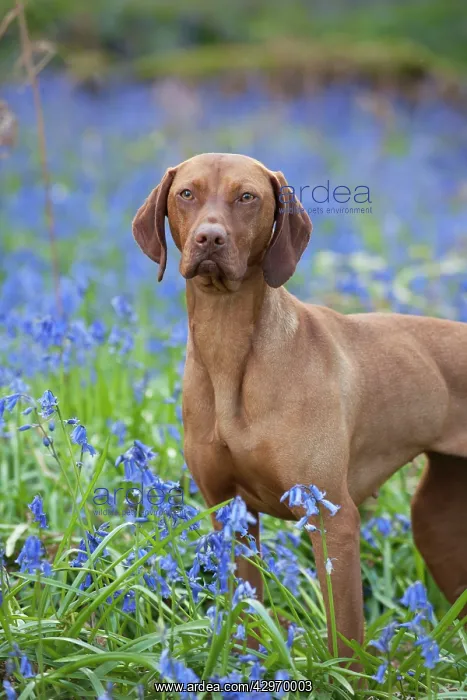 : DOG - Hungarian vizsla standing in bluebells : DOG - Hungarian vizsla standing in bluebells