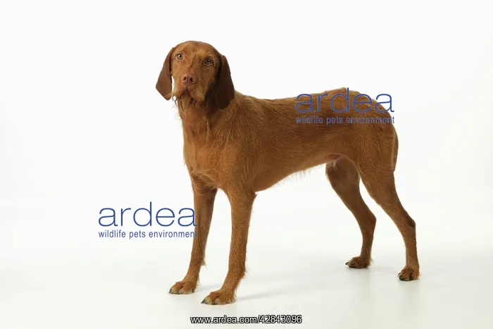  : DOG. Hungarian wired haired Vizsla