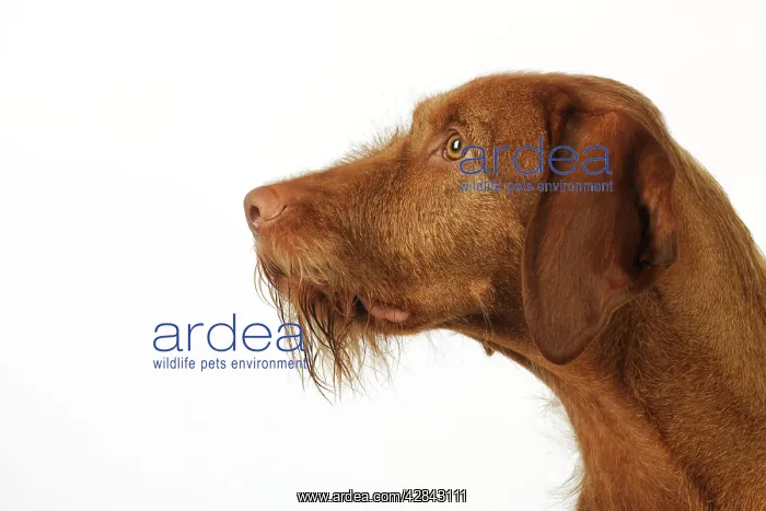  : DOG. Hungarian wired haired Vizsla