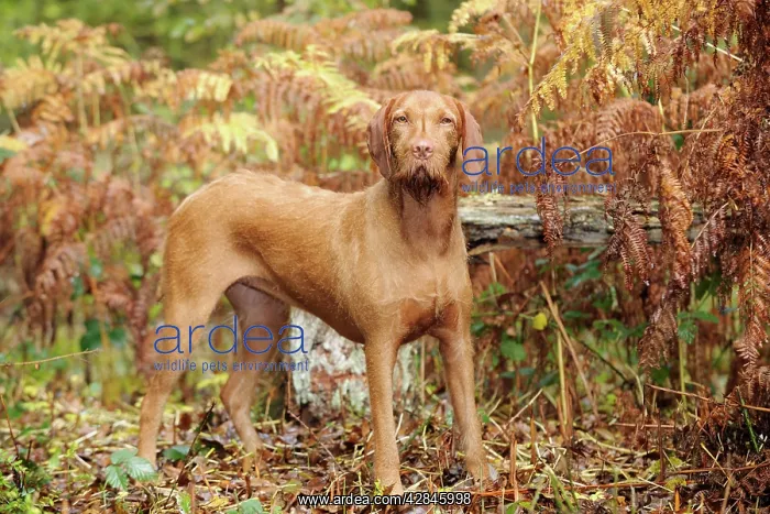  : DOG. Hungarian wired haired vizsla in ferns