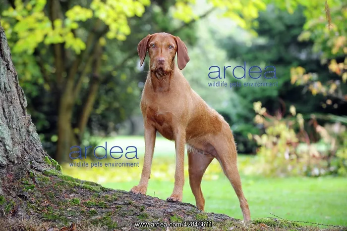 : DOG. Hungarian wired haired vizsla standing on tree root : DOG. Hungarian wired haired vizsla standing on tree root