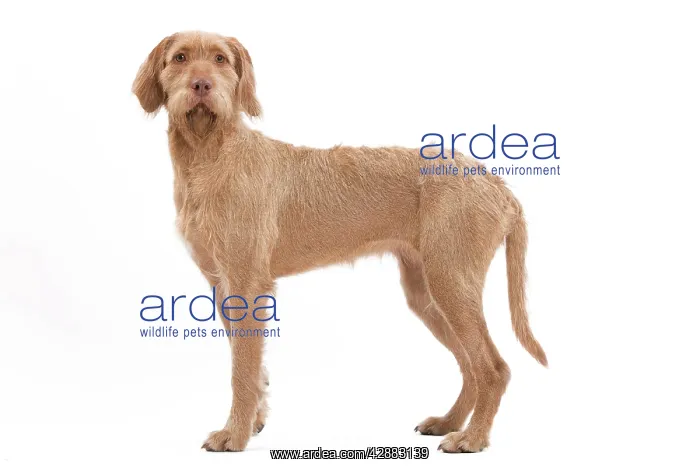 : Dog - Hungarian wired-haired Vizsla - in studio