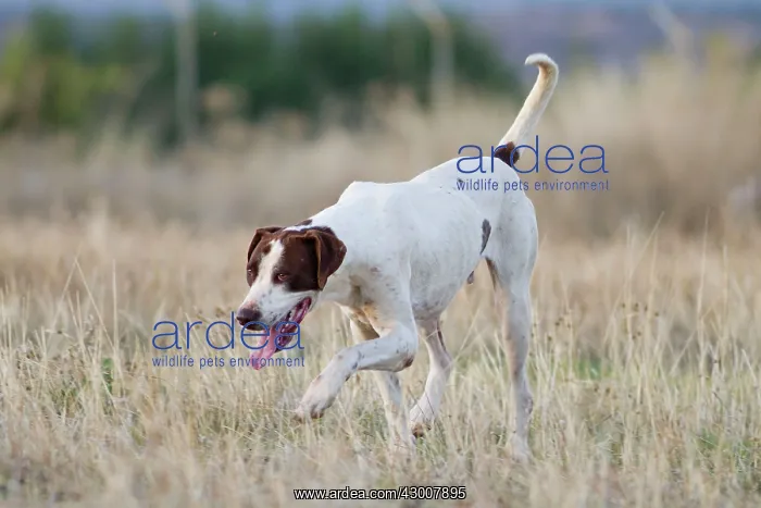 : Dog hunter dog in field Ciudad Real, Castilla la : Dog hunter dog in field Ciudad Real, Castilla la