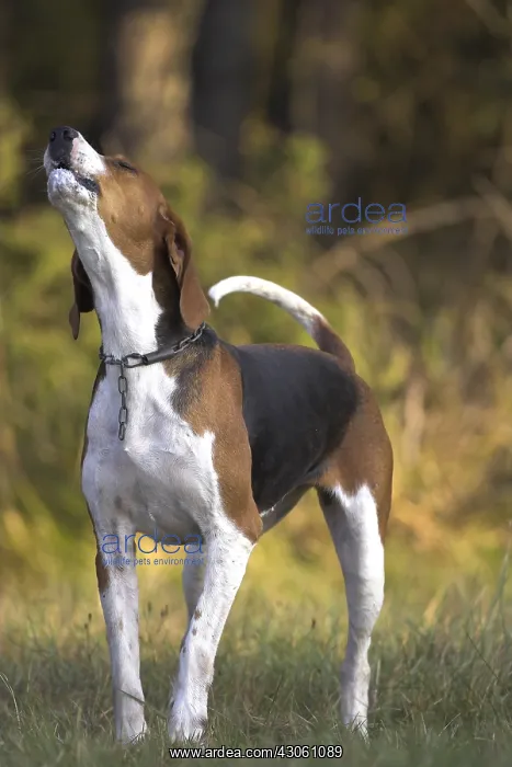 : Dog hunting French tricolor howling France : Dog hunting French tricolor howling France