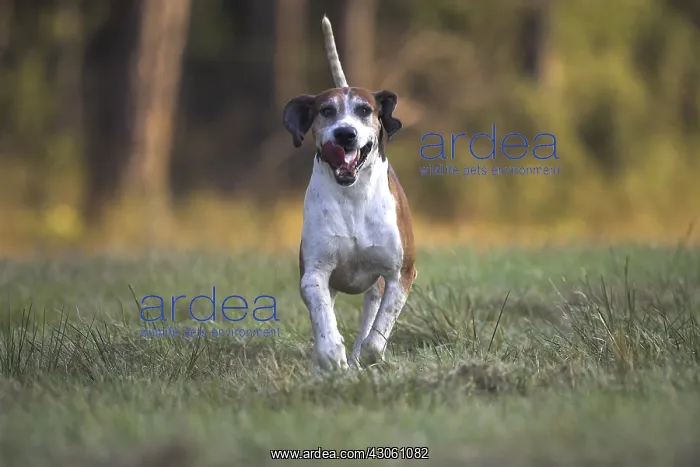 : Dog hunting French tricolor running France : Dog hunting French tricolor running France