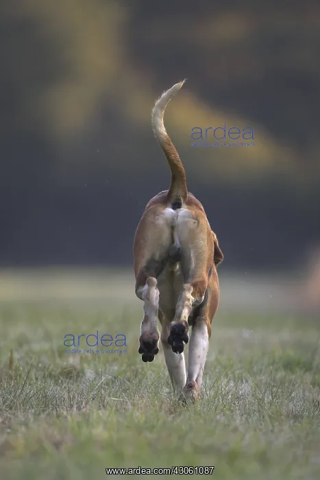 : Dog hunting French tricolor running France : Dog hunting French tricolor running France