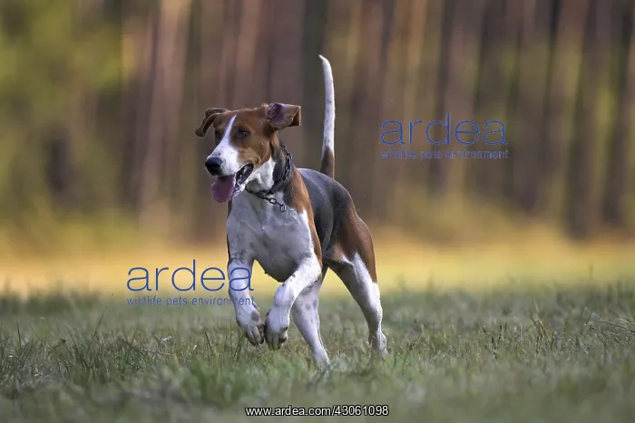 : Dog hunting French tricolor running France : Dog hunting French tricolor running France