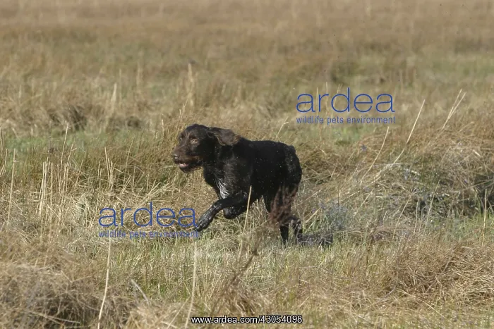 : Dog hunting in a marsh in the Baie de Somme : Dog hunting in a marsh in the Baie de Somme