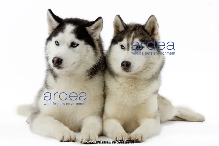  : Dog - Huskies