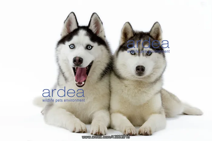 : Dog - Huskies : Dog - Huskies