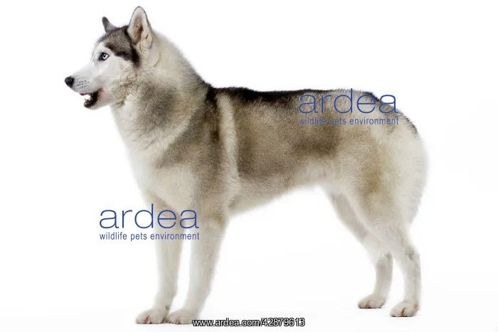  : Dog - Husky
