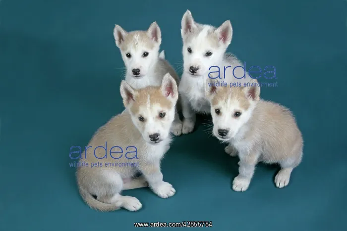 : DOG. husky puppies (7 weeks old : DOG. husky puppies (7 weeks old