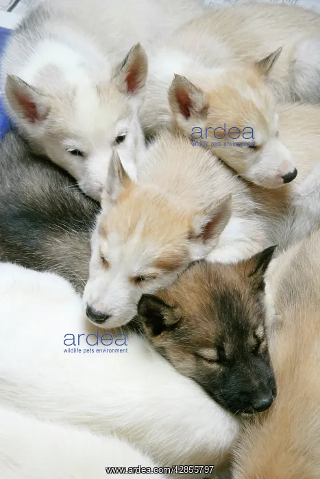  : DOG. husky puppies (7 weeks old) asleep together