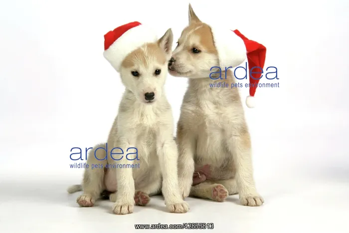 : DOG. husky puppies (7 weeks old ) with Christmas hats : DOG. husky puppies (7 weeks old ) with Christmas hats