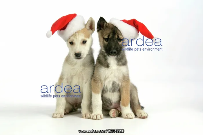  : DOG. husky puppies (7 weeks old ) with Christmas hats