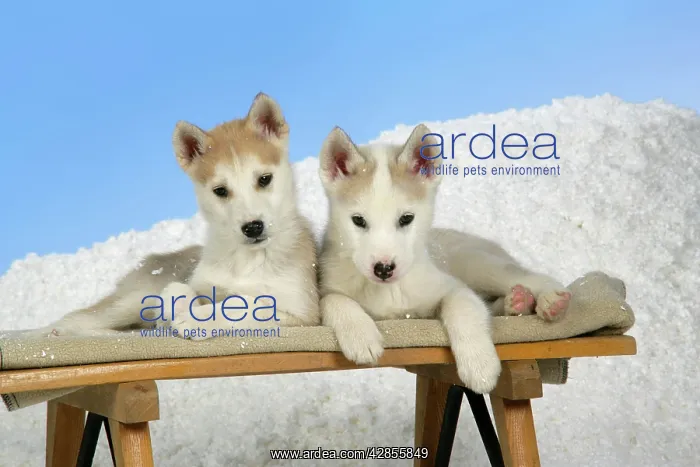 : DOG. husky puppies (7 weeks old ) on a sledge : DOG. husky puppies (7 weeks old ) on a sledge