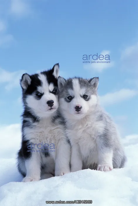 : DOG - two husky puppies sitting on snow : DOG - two husky puppies sitting on snow