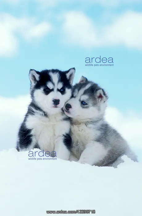 : DOG - two husky puppies sitting on snow : DOG - two husky puppies sitting on snow