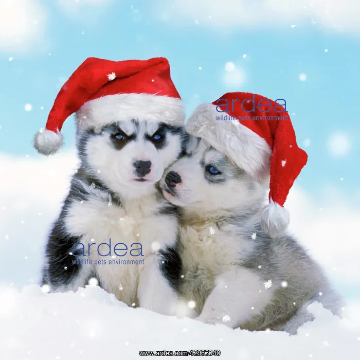 : DOG - two husky puppies sitting in snow wearing red Christma : DOG - two husky puppies sitting in snow wearing red Christma