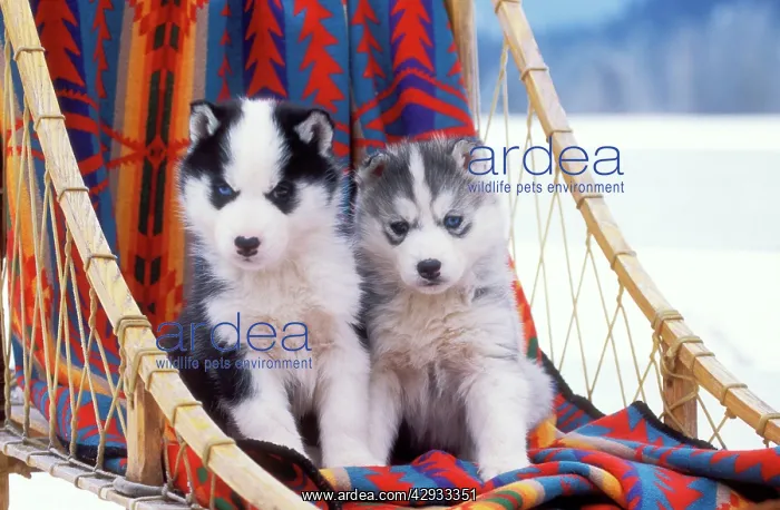 : DOG - two husky puppies on sleigh : DOG - two husky puppies on sleigh