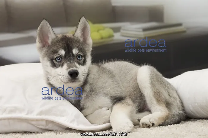  : Dog Husky puppy