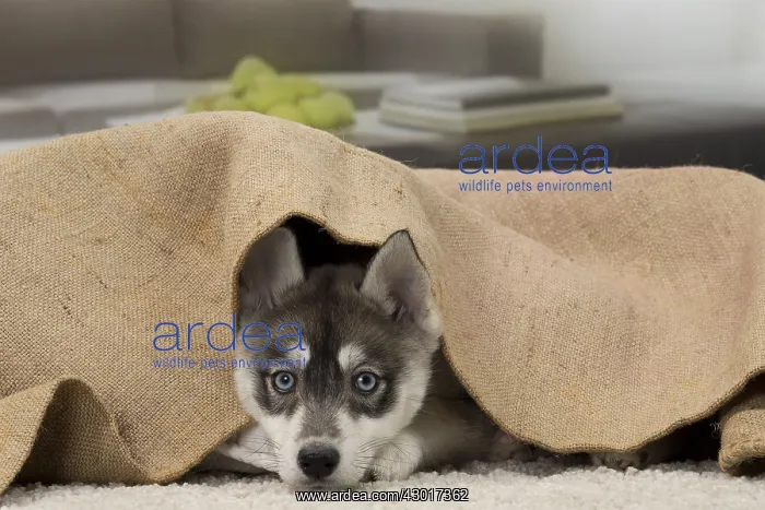  : Dog Husky puppy