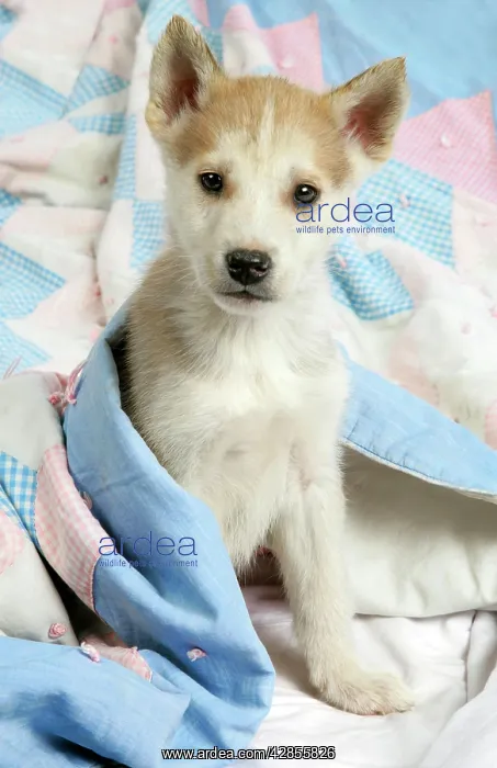 : DOG. husky puppy (7 weeks old ) under bed covers : DOG. husky puppy (7 weeks old ) under bed covers