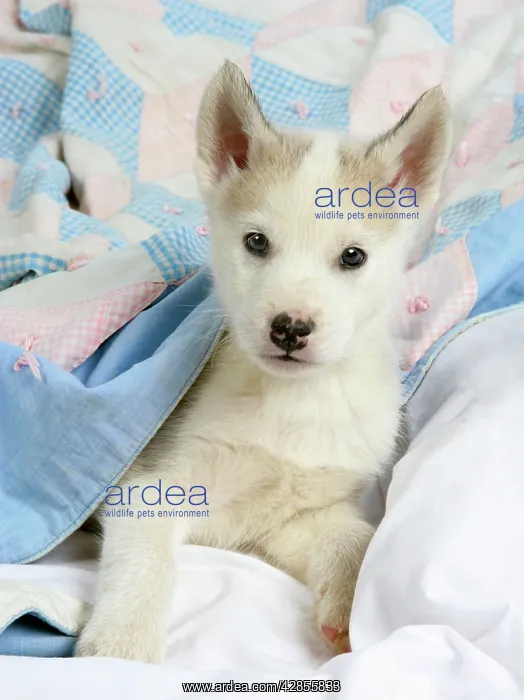  : DOG. husky puppy (7 weeks old ) under bed covers