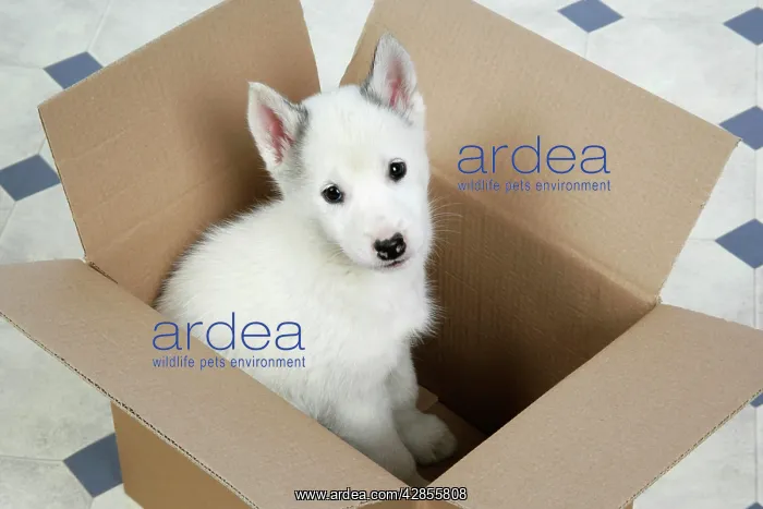 : DOG. husky puppy (7 weeks old ) in a box : DOG. husky puppy (7 weeks old ) in a box