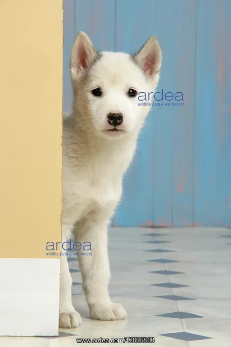 : DOG. husky puppy (7 weeks old ) looking around a corner : DOG. husky puppy (7 weeks old ) looking around a corner