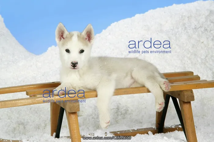 : DOG. husky puppy (7 weeks old ) on a sledge : DOG. husky puppy (7 weeks old ) on a sledge