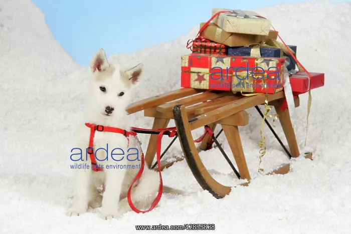 : DOG. husky puppy (7 weeks old) with sledge & Christmas gifts : DOG. husky puppy (7 weeks old) with sledge & Christmas gifts