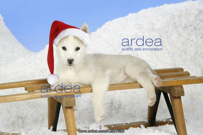 : DOG. husky puppy (7 weeks old ) on a sledge wearing : DOG. husky puppy (7 weeks old ) on a sledge wearing