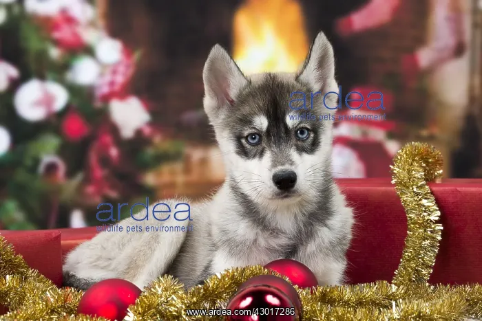  : Dog Husky puppy Christmas scene