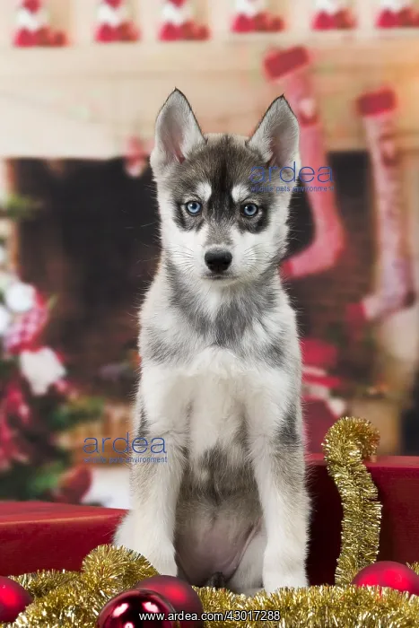  : Dog Husky puppy Christmas scene