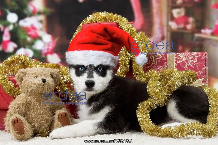 : Dog. Husky puppy. Christmas scene. teddy bear : Dog. Husky puppy. Christmas scene. teddy bear